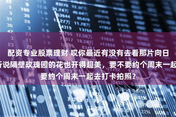 配资专业股票理财 哎你最近有没有去看那片向日葵花海呀？听说隔壁玫瑰园的花也开得超美，要不要约个周末一起去打卡拍照？